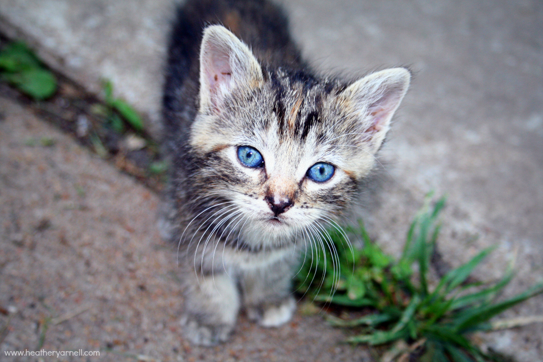 Portrait of blue-eyed kitten