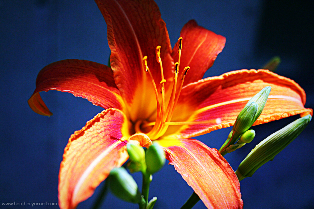 Close-up of orange daylily